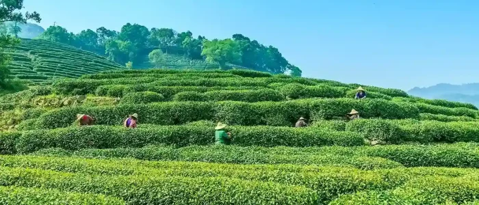 Darjeeling Tea Garden